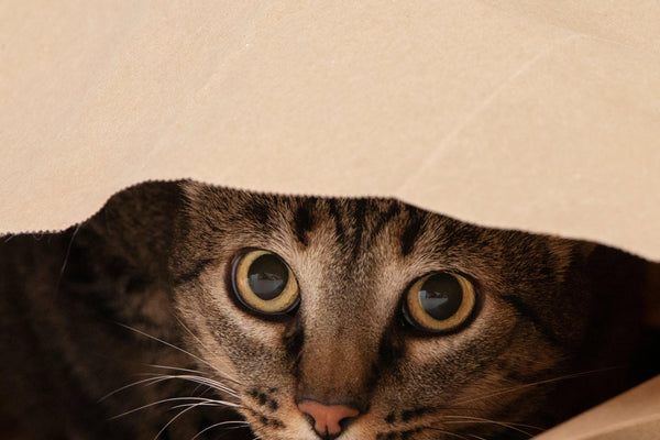 Understanding the Puzzling World of Cat Behavior