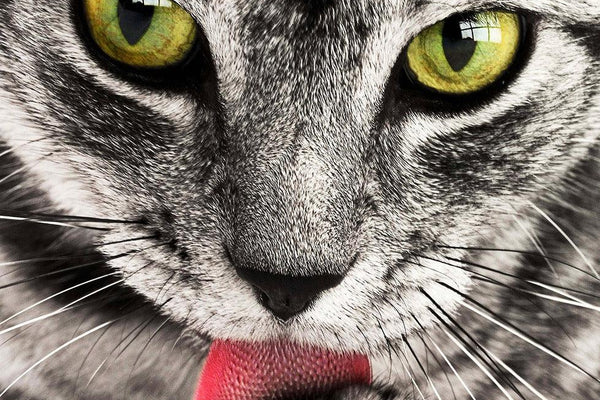 10 Fascinating Facts About Cats