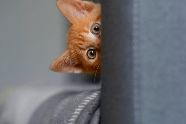 6 reasons why Cats Love Heights - Tender Puppy