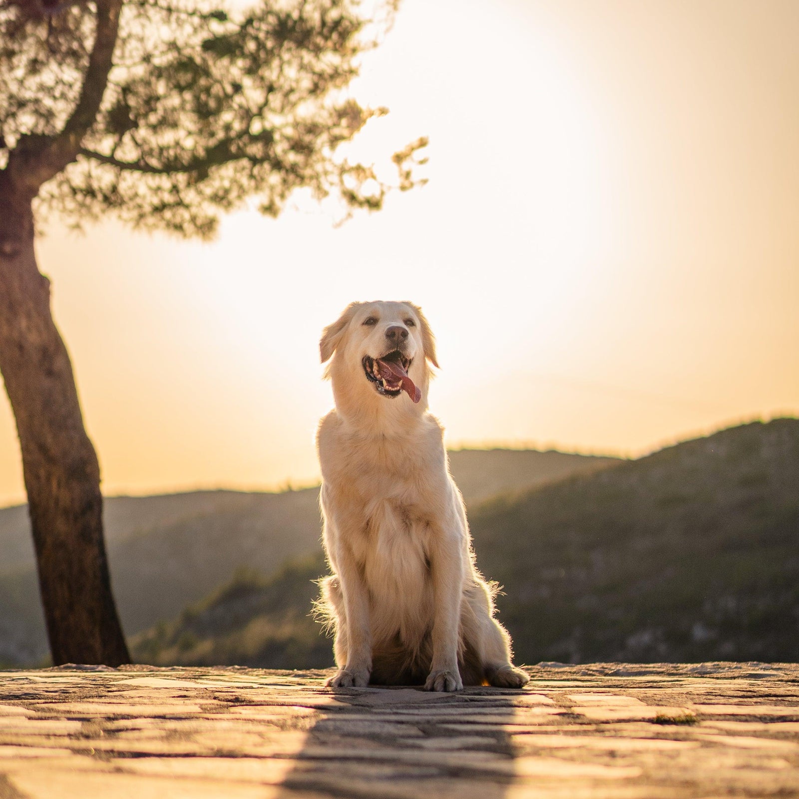 7 Essential Tips to Keep Your Pet Cool This Summer